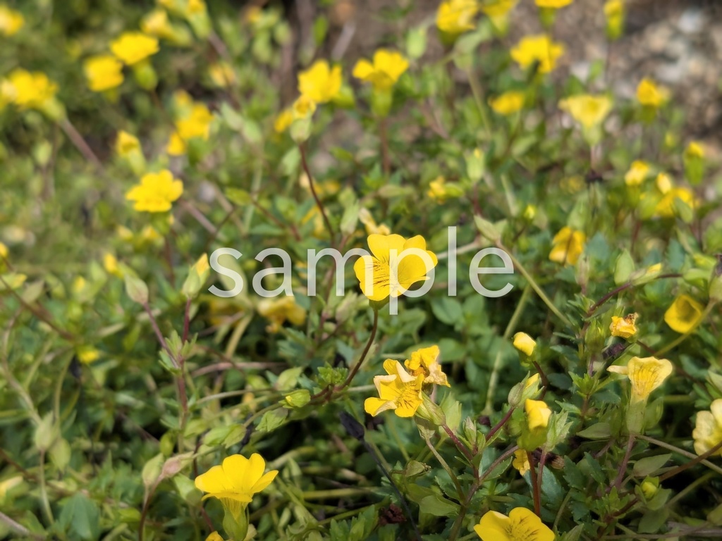 写真素材『メカルドニア』