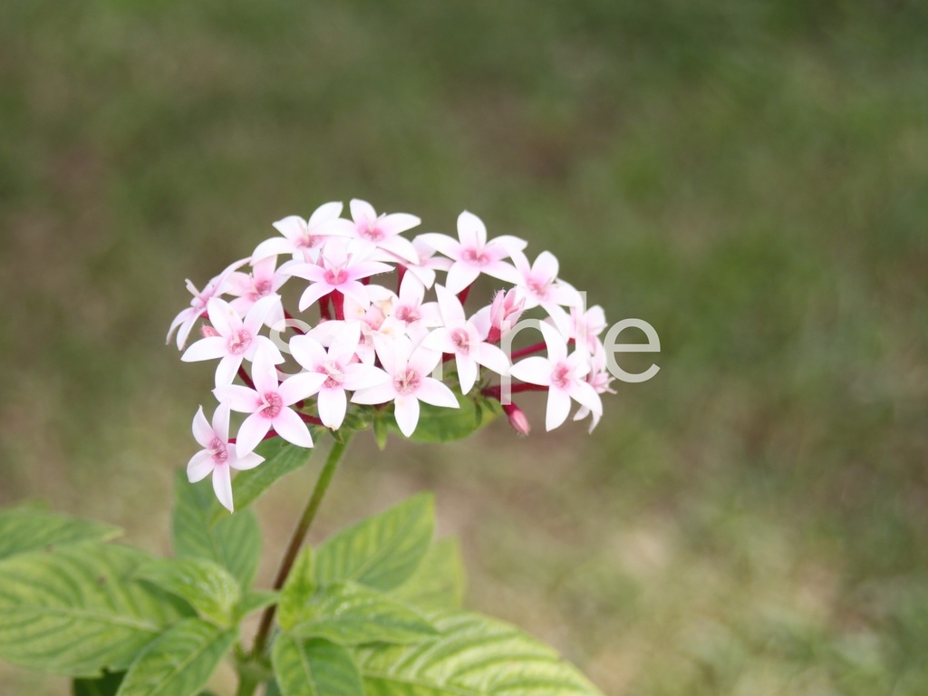 写真素材『ピンクのペンタス6』