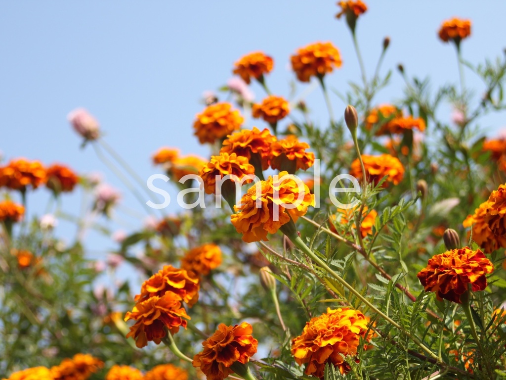 写真素材『空とマリーゴールド』