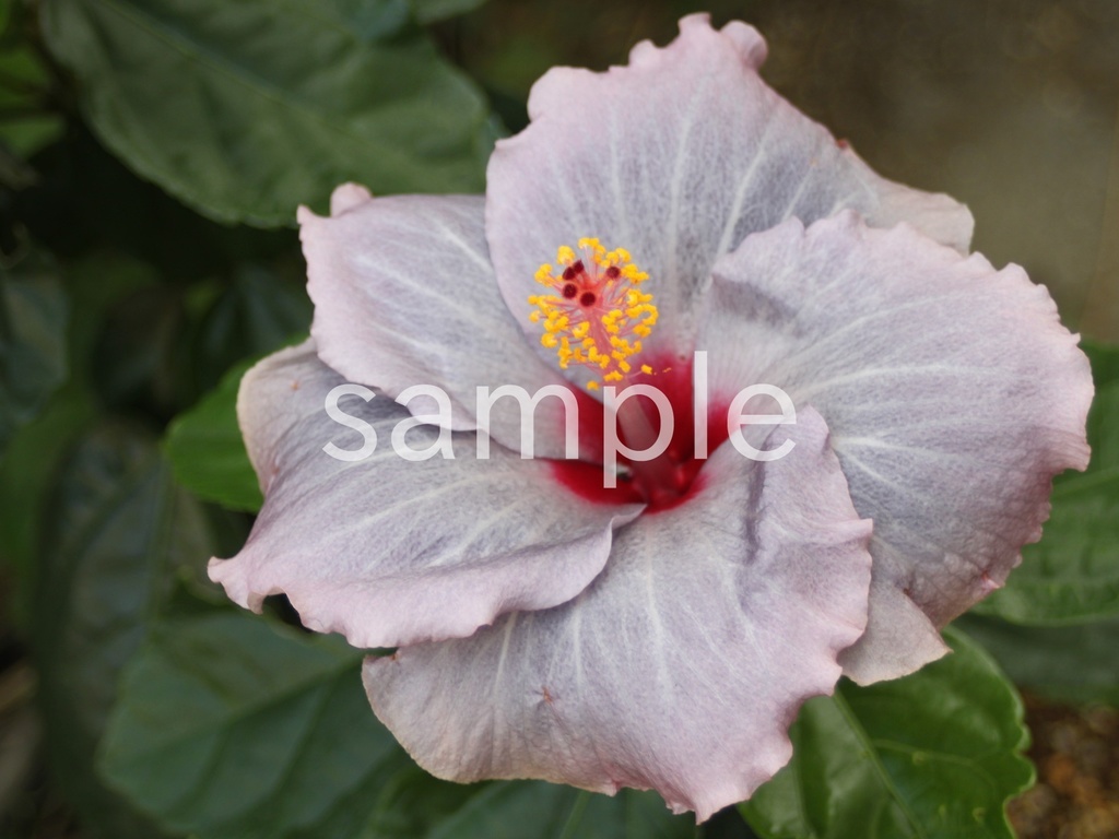 写真素材『紫のハイビスカス2』