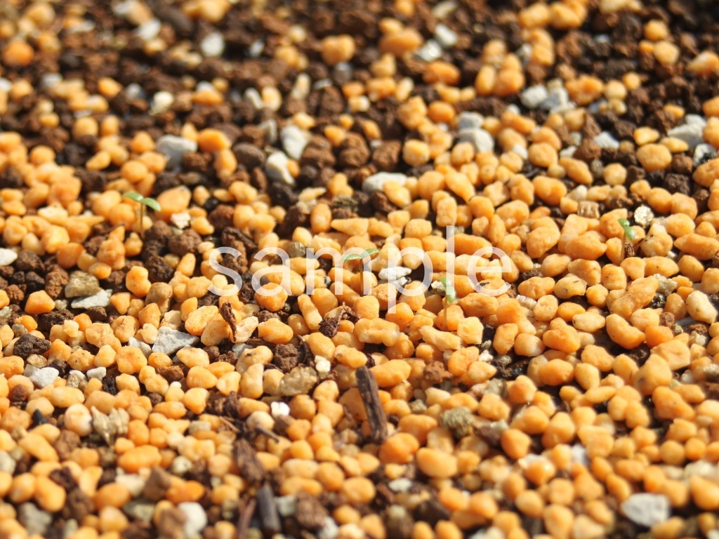 写真素材『双葉の芽吹き』