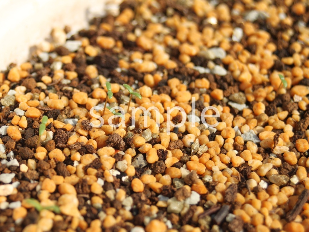 写真素材『双葉の芽吹き2』