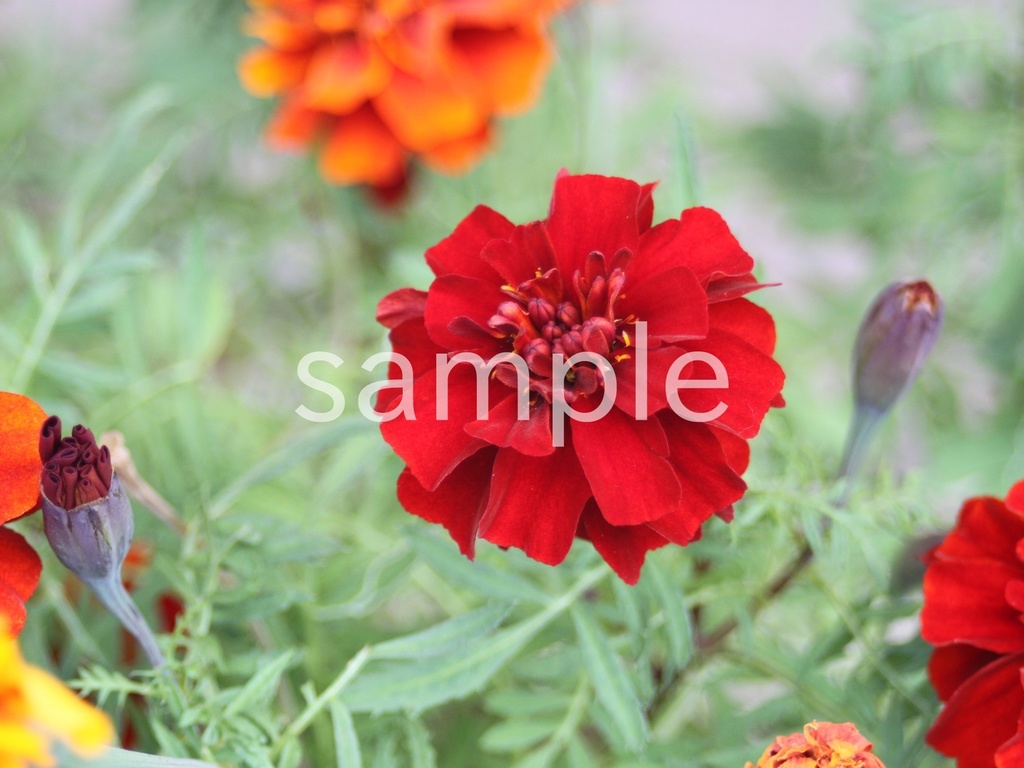 写真素材『赤いマリーゴールド2』