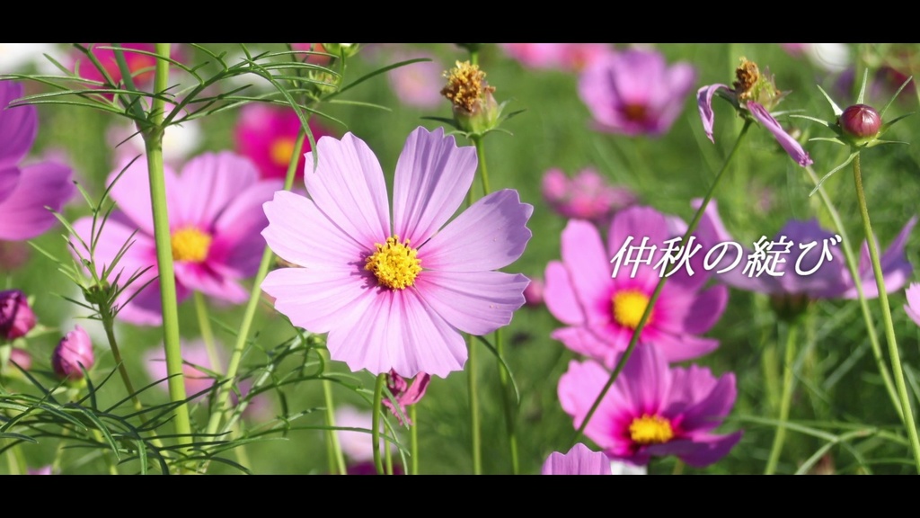 音楽素材『仲秋の綻び』歌もの曲