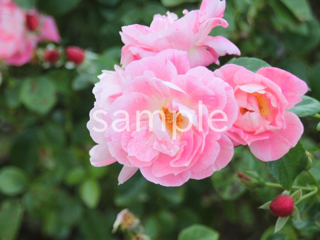 写真素材『ピンクの秋バラ3』