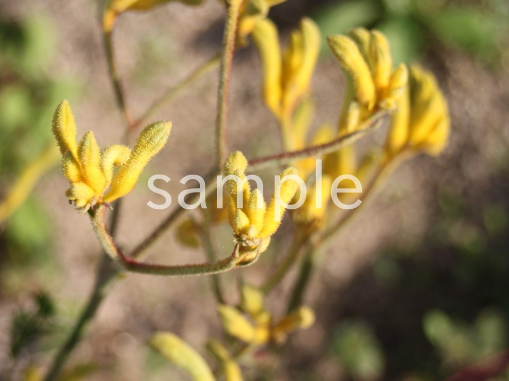 写真素材『黄色いカンガルーポー』