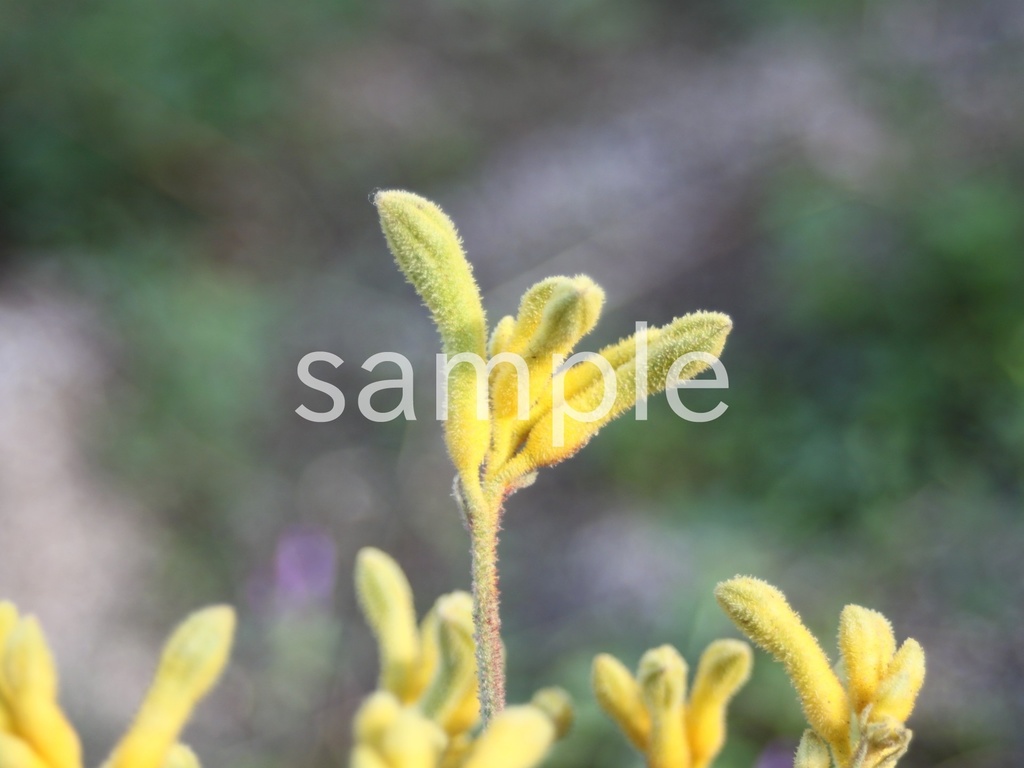 写真素材『黄色いカンガルーポー2』