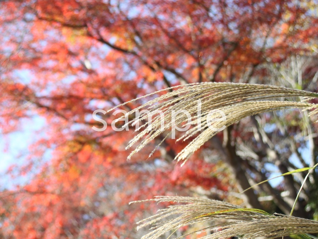 写真素材『紅葉背景のススキ』