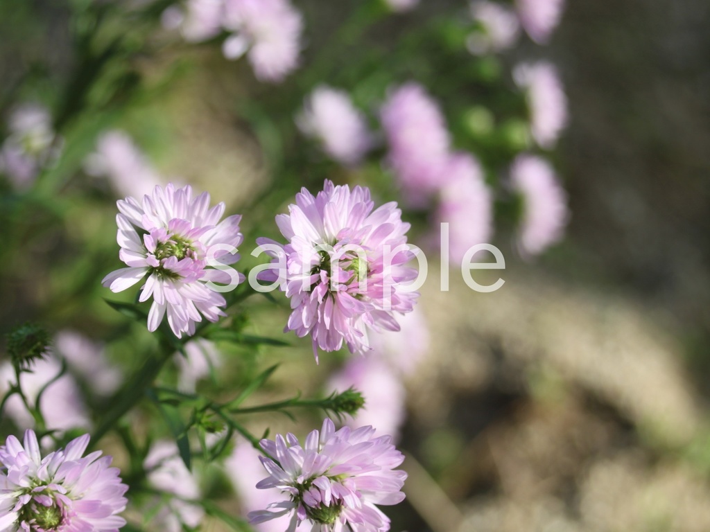 写真素材『紫の孔雀草』