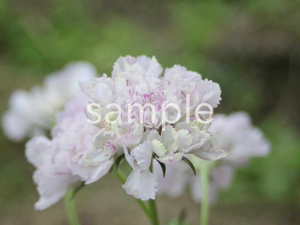 写真素材『薄紫のスカビオサ』