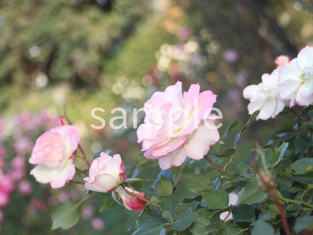 写真素材『ピンクの秋バラが咲くバラ園』