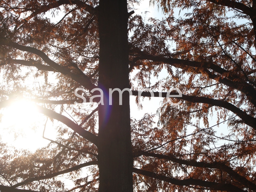 写真素材『メタセコイアの紅葉と夕方の日差し』