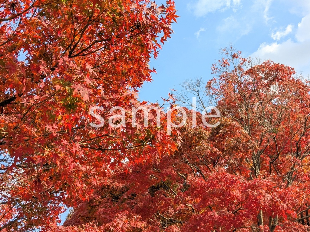 写真素材『紅葉7』