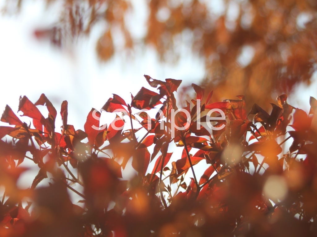 写真素材『紅葉8』