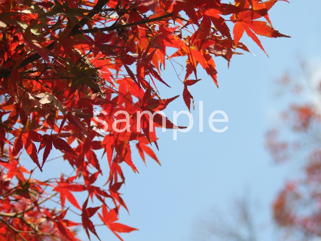 写真素材『紅葉9』