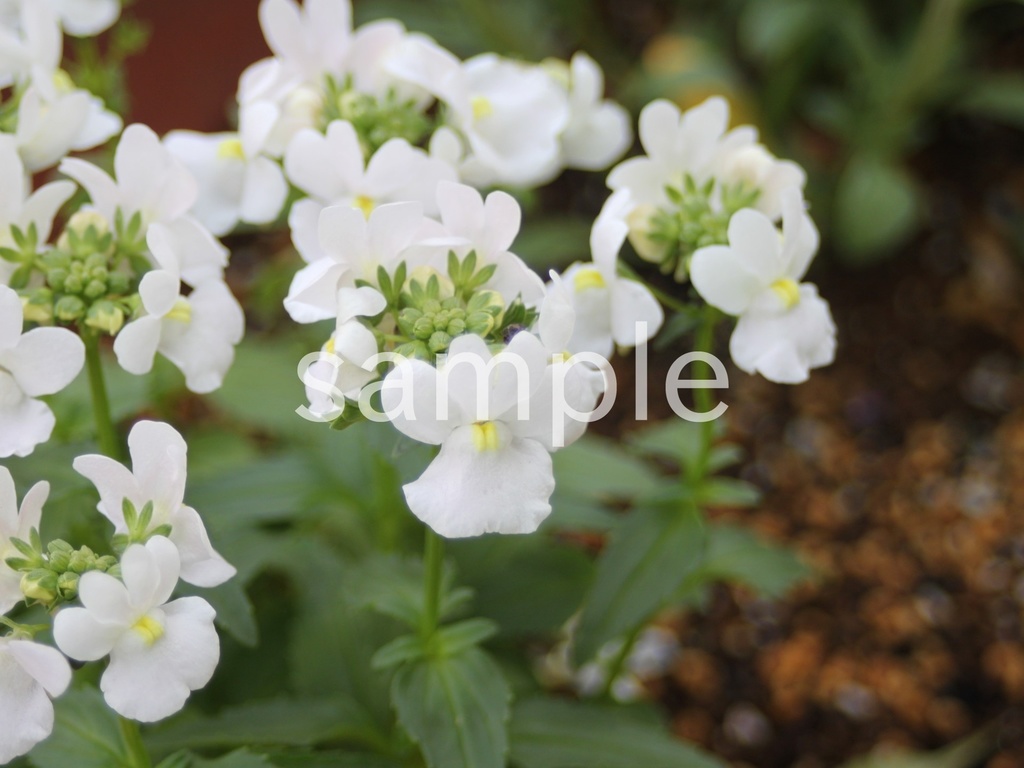 写真素材『白いネメシア』