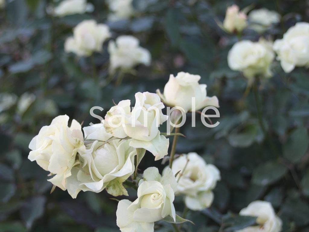 写真素材『白い秋バラ』