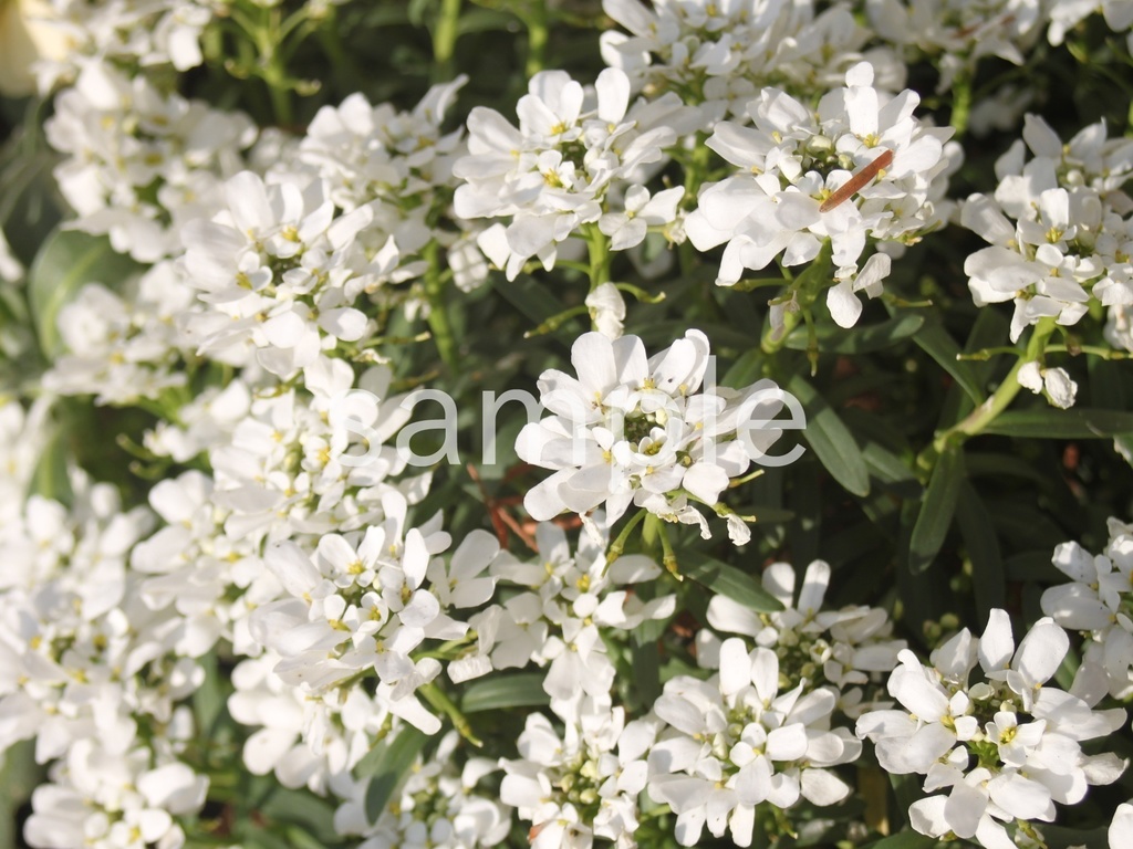 写真素材『イベリス3』