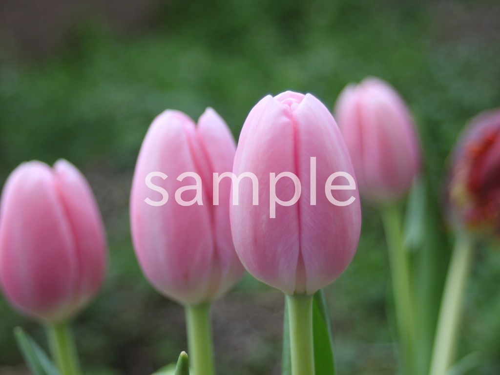 写真素材『ピンクのチューリップ4』