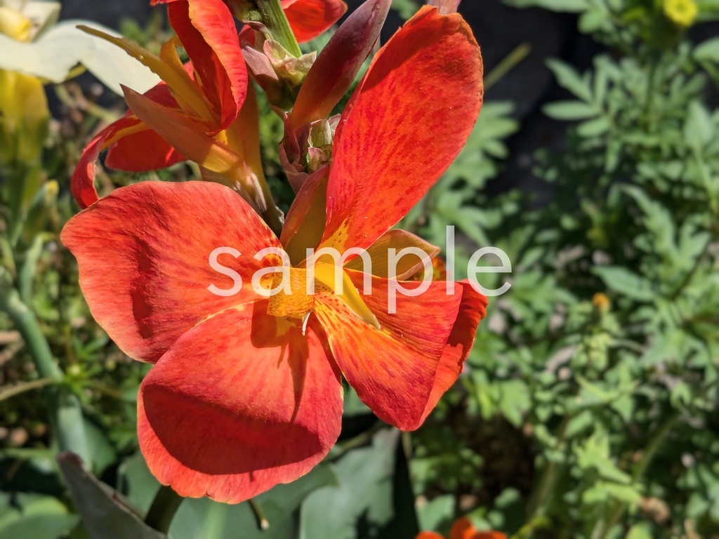 写真素材『オレンジのカンナ』