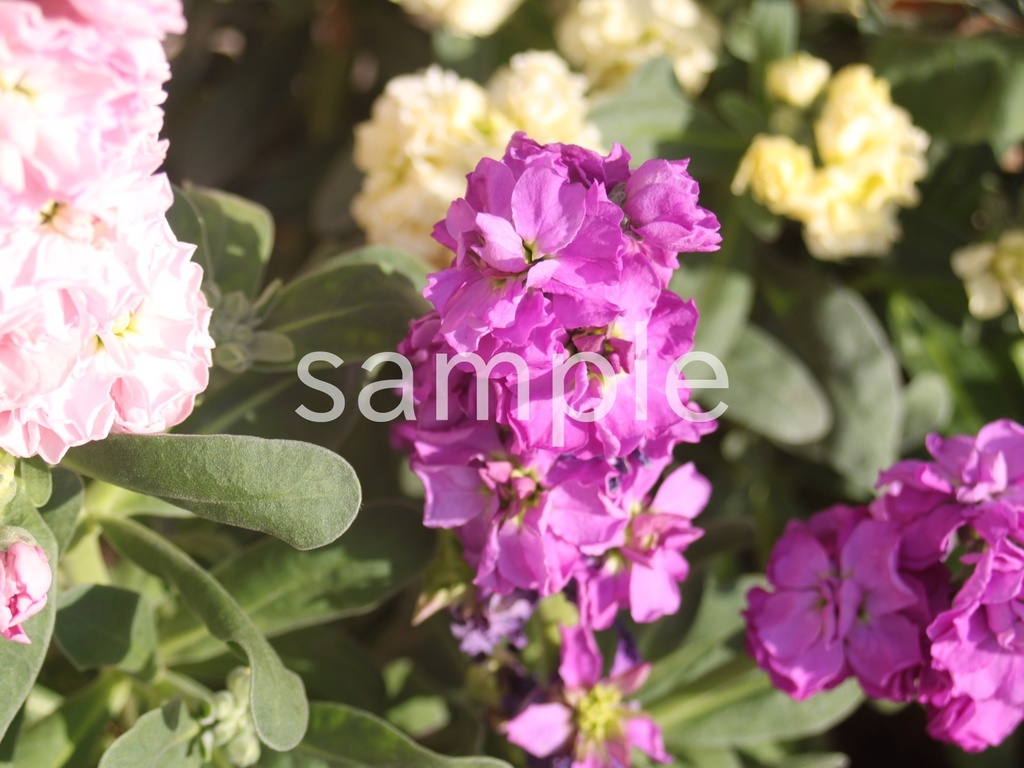 写真素材『紫のストック』