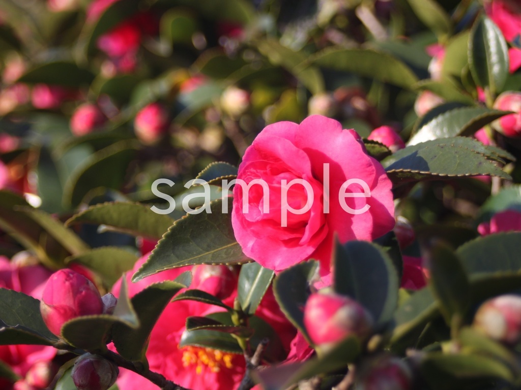 写真素材『ピンクのサザンカ4』