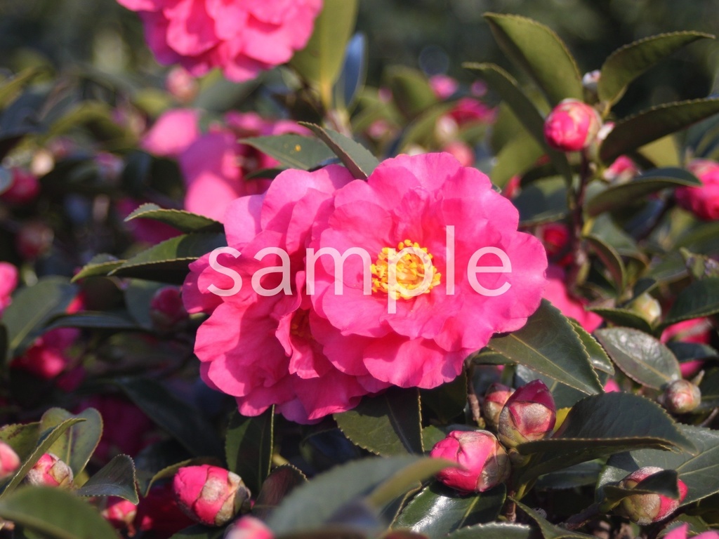 写真素材『ピンクのサザンカ5』