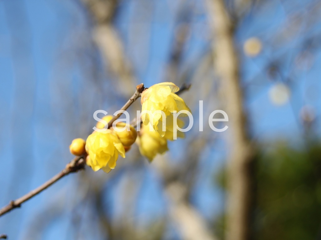 写真素材『空とロウバイ3』