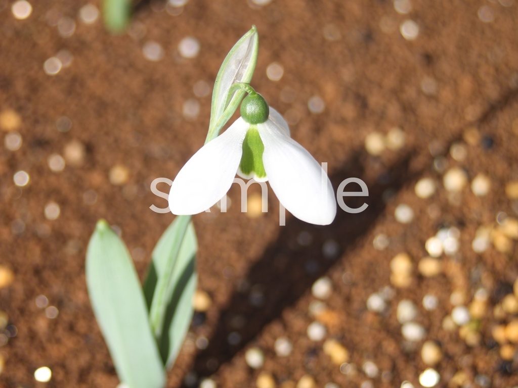 写真素材『スノードロップ』