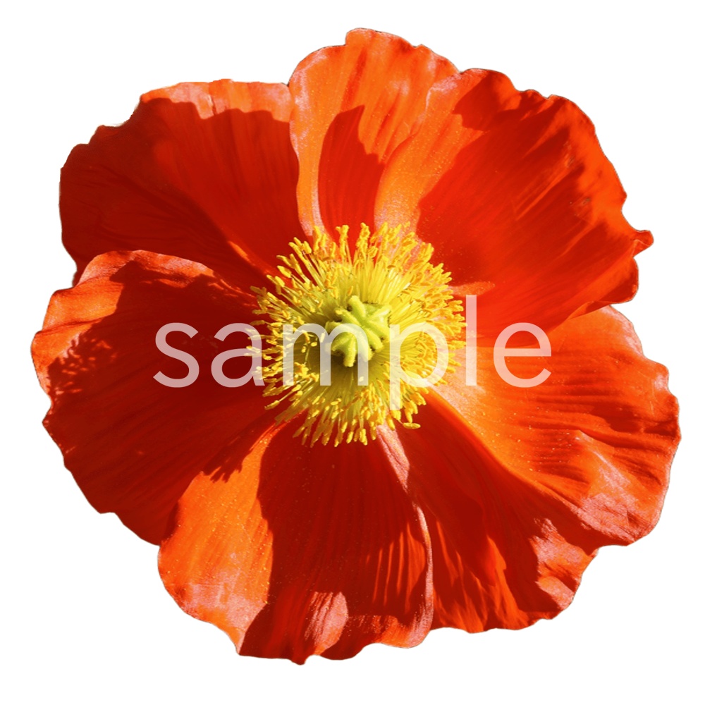 写真素材『ポピー(切り抜き)』