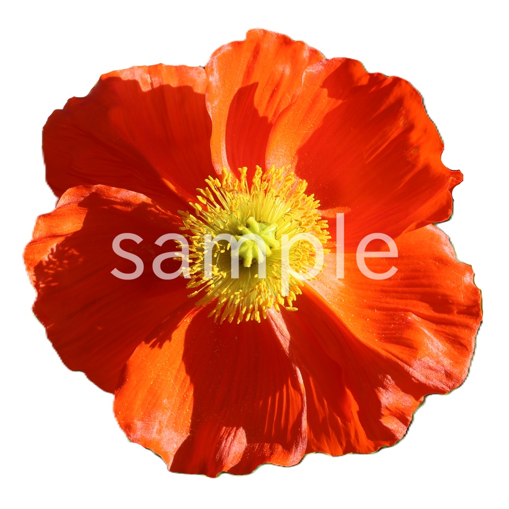 写真素材『ポピー(切り抜き)』