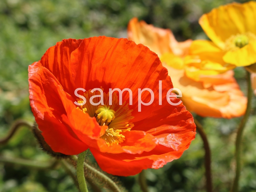 写真素材『オレンジのポピー2』