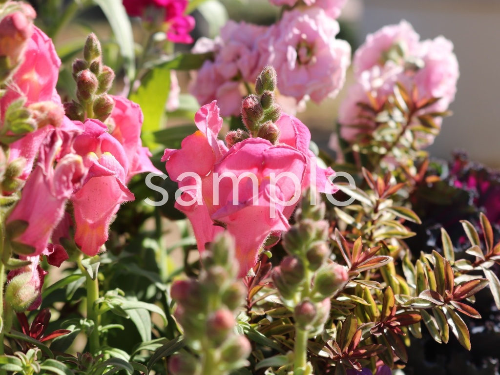 写真素材『ピンクのキンギョソウ4』