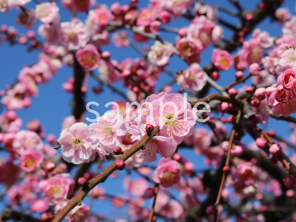 写真素材『ピンクの梅』