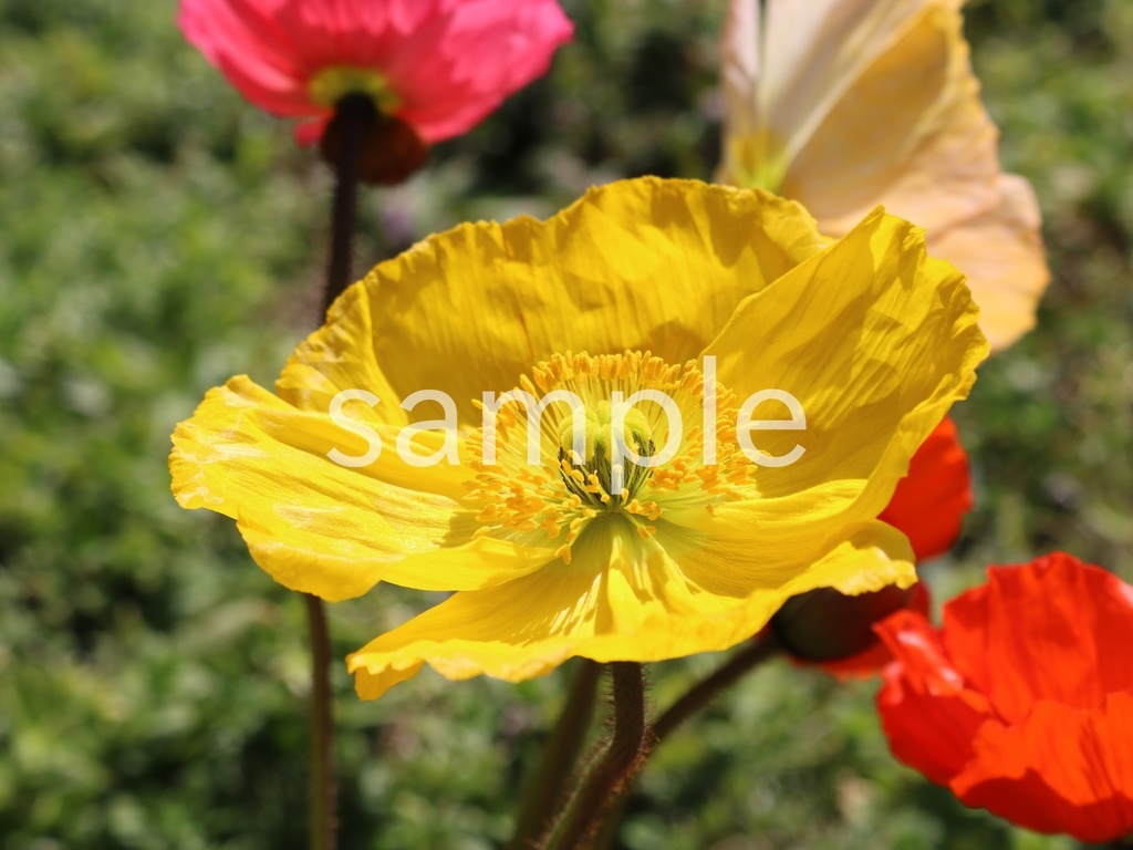 写真素材『黄色いポピー』