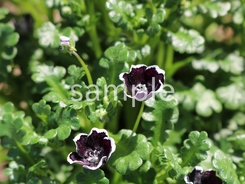 写真素材『黒いネモフィラ1』