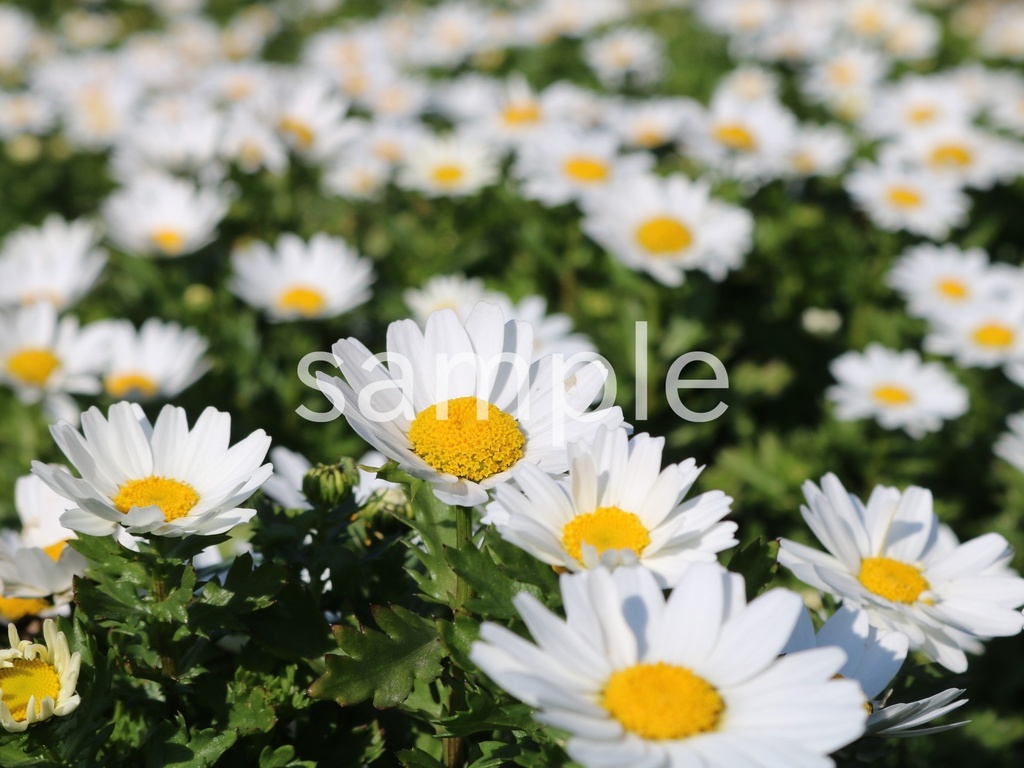 写真素材『ノースポール7』