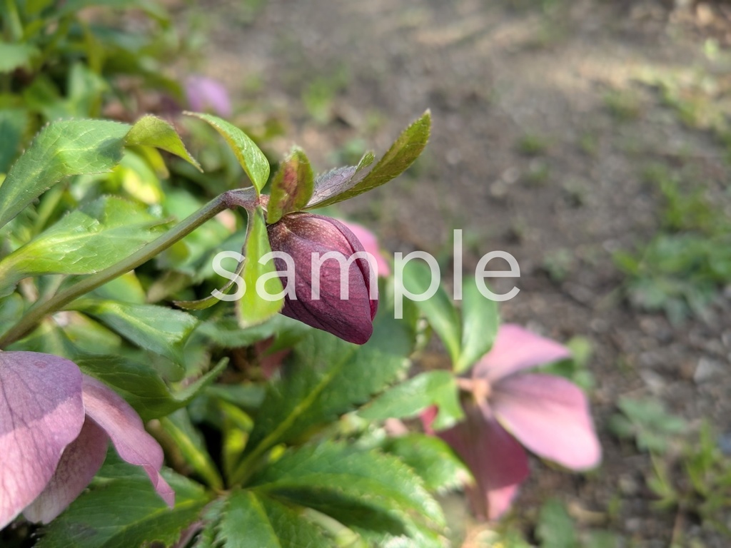 写真素材『クリスマスローズの蕾』