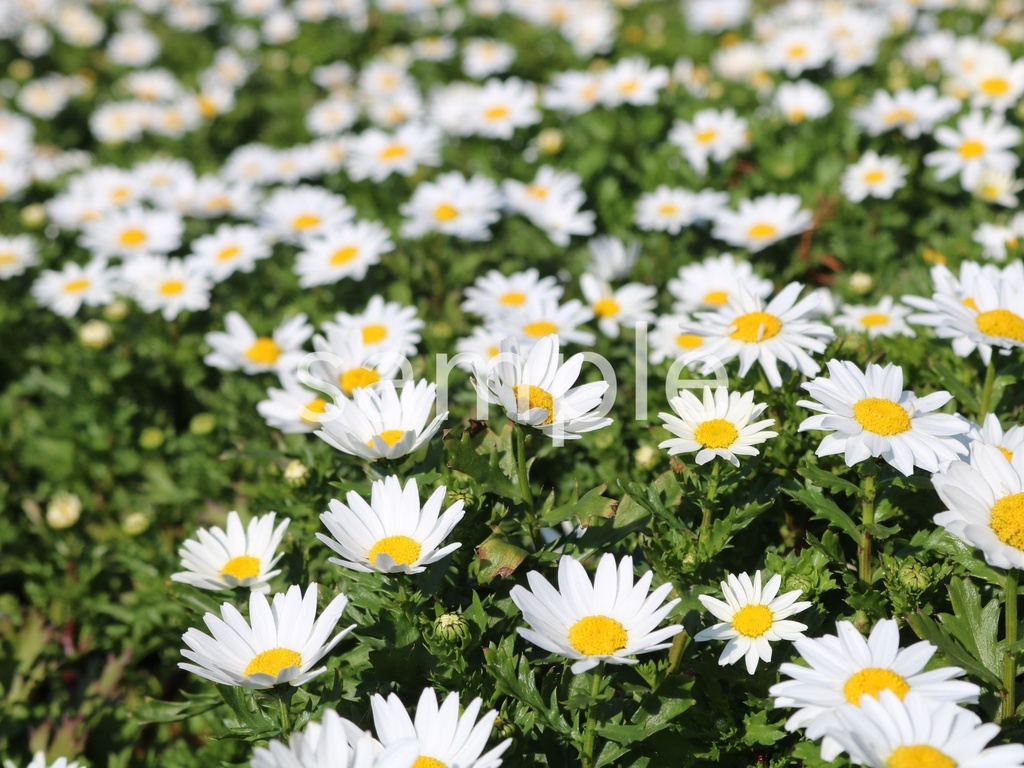 写真素材『ノースポール8』