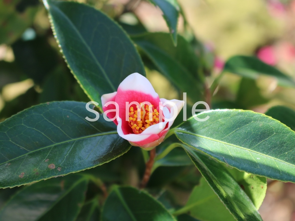 写真素材『ピンクのツバキ3』