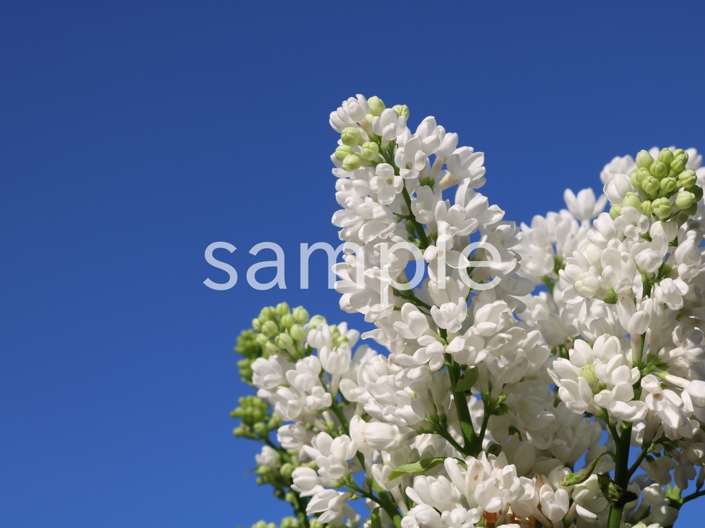 写真素材『空と白いライラック』