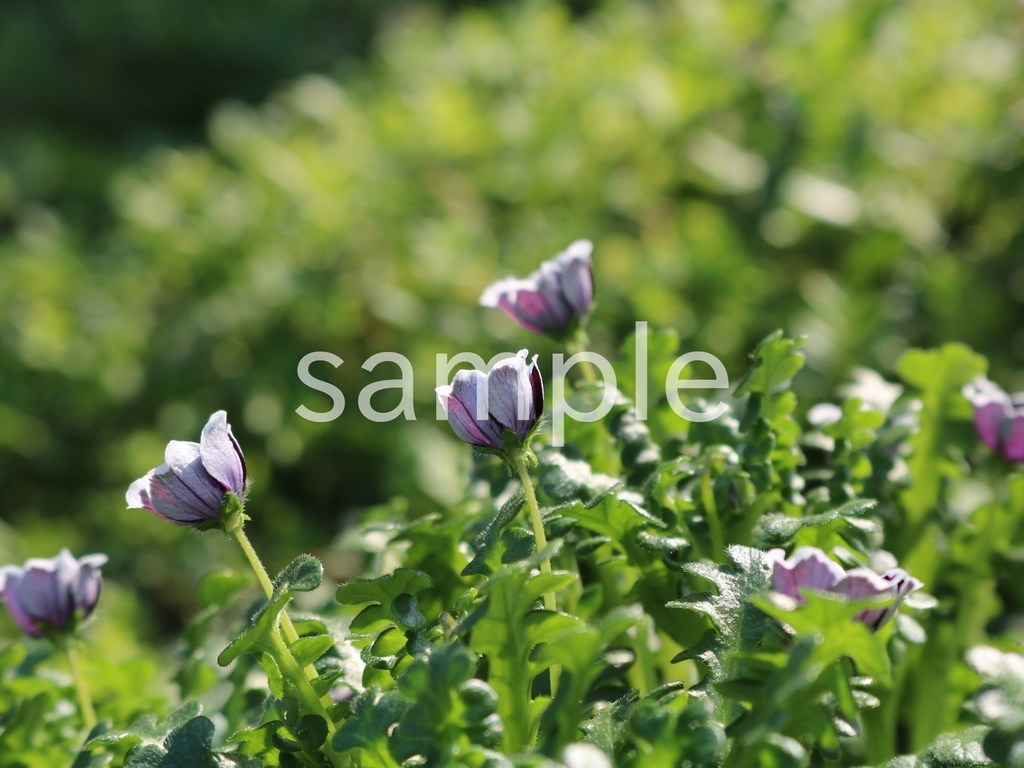 写真素材『黒いネモフィラ3』