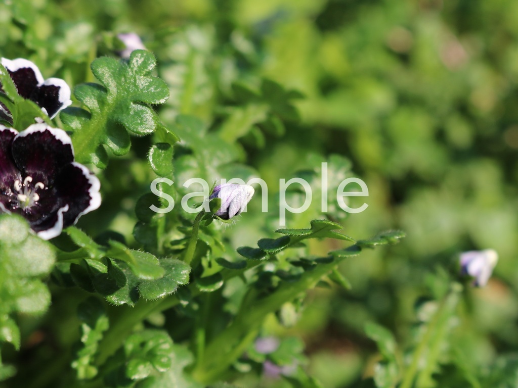 写真素材『黒いネモフィラの蕾』