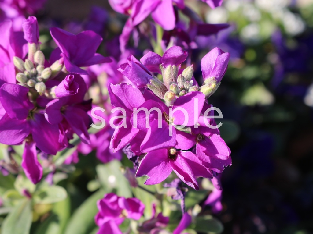 写真素材『紫の一重咲きストック』