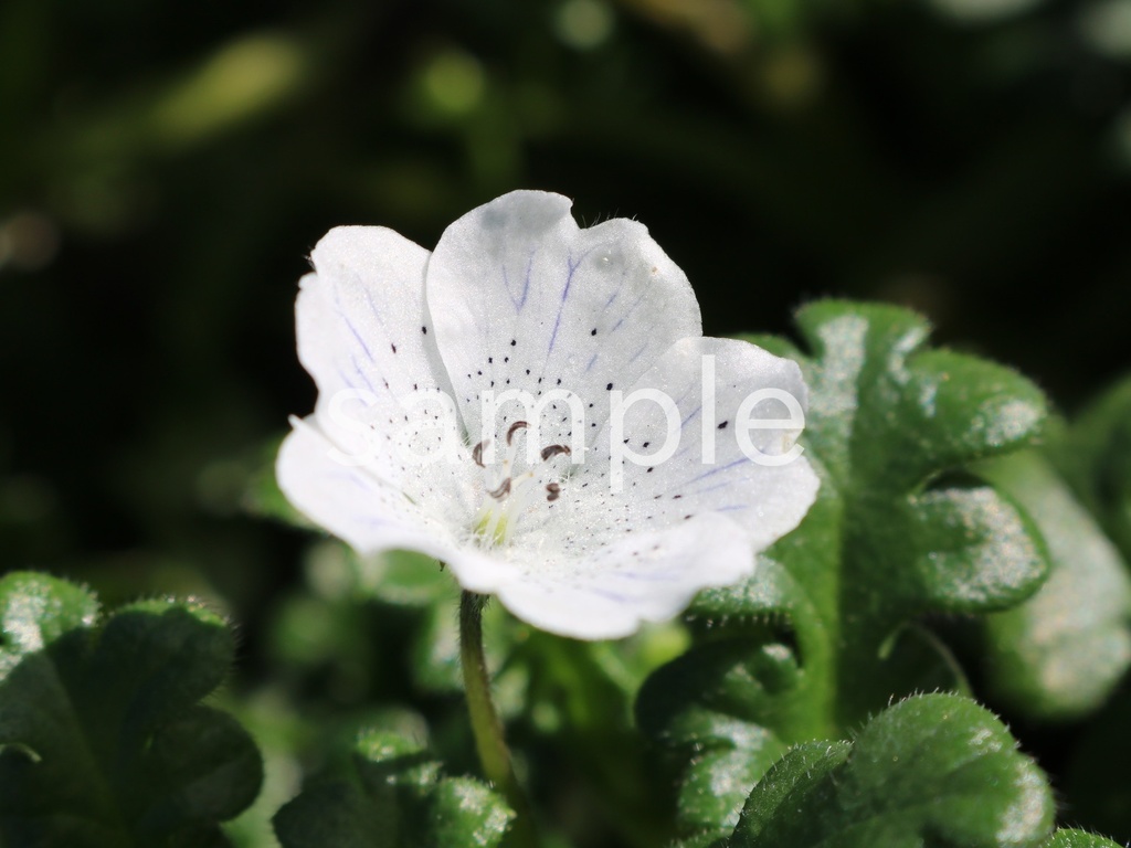 写真素材『白いネモフィラ3』