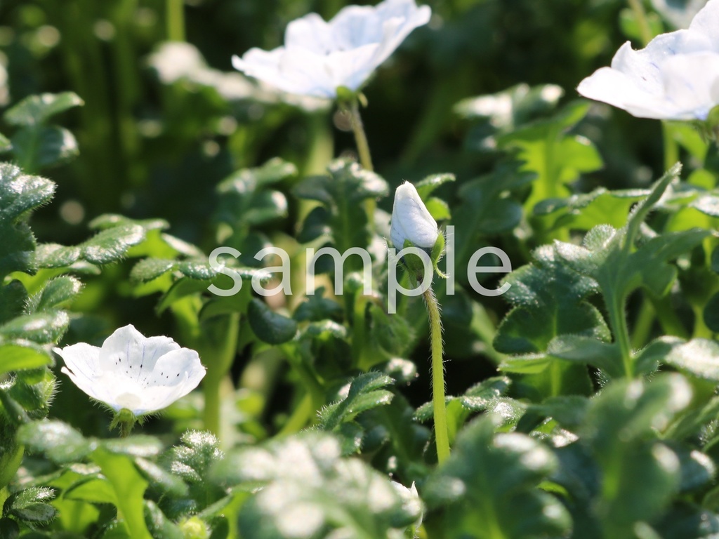 写真素材『白いネモフィラの蕾』
