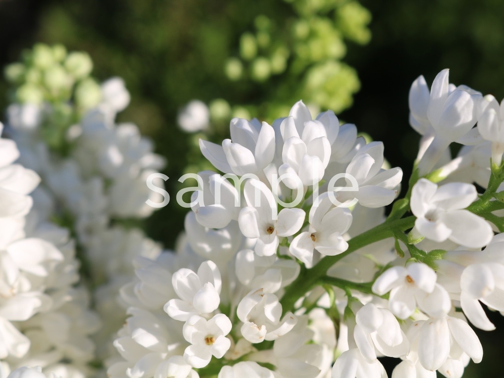 写真素材『白いライラック』