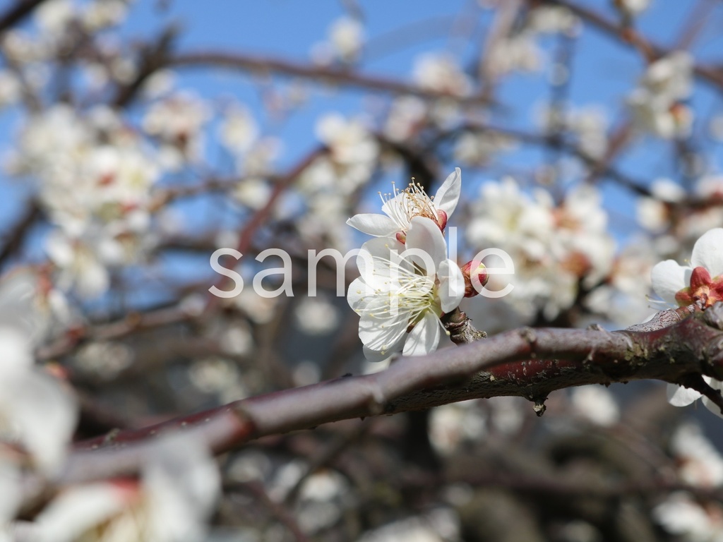 写真素材『白い梅』