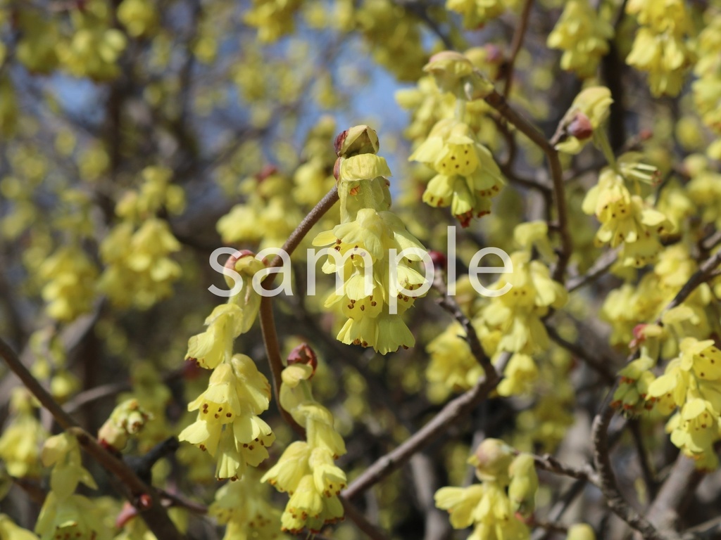 写真素材『トサミズキ6』