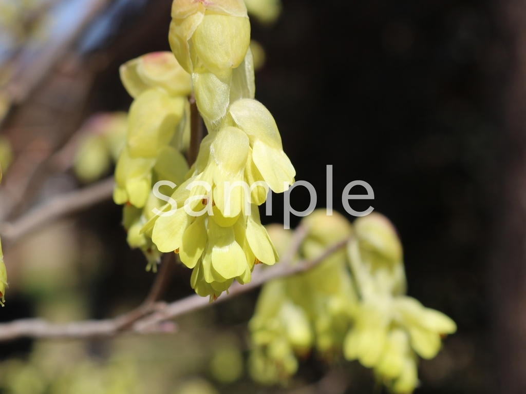 写真素材『トサミズキ7』